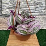 Aesco Gardenbox Pembe Telgraf Çiçeği Alacalı Yapraklı Saksılı 15-25CM Iç Mekan Bitkisi