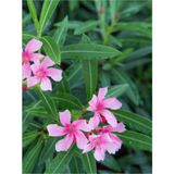Aesco Gardenbox Pembe Zakkum Fidanı Saksılı 40-65 Cm, Oleander, Çiçekli Bodur Bitkiler