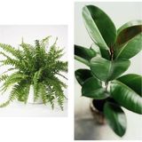 Aesco Kampanyalı Aşk Merdiveni Fujer Askılı Saksıda/kauçuk 60-70 cm 2'li Set Salon Ofis Bitkileri