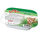Aesco Kedi Çimi