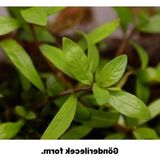Aesco Kolay Akvaryum Zemin Bitkisi - Canlı Hygrophila Polysperma Rosanervig