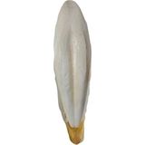 Aesco L Boy Kalamar Kemiği, Iri Boy 10-15 cm