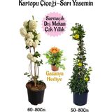 Aesco Nura Botanik Kartopu Çiçeği, Sarı Yasemin, Sarı Gazanya Hediyeli Saksılı Bahçe Seti, 3 Adet