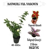 Aesco Nura Botanik Mis Kokulu Katmerli Ful Yasemin 40-60CM + Yaprak Güzeli Telgraf Çiçeği Hediyeli