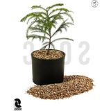 Aesco Vermikülit - 3 Litre Kapasite ile Bahçe ve Tarım Için Uygun