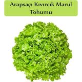 Aesco Zencefil Organik Arapsaçı Marul Tohumu 1 Paket (10 GR=5000+ Adet) Kıvırcık Marul Tohumu Arap Saçı
