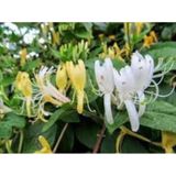 Afife Hanımeli Fidanı Lonicera Caprifolium 10-20 Cm