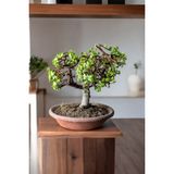 Afra Bonsai Terakota Saksıda 12 Yaş Şans Para Ağacı