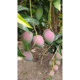 Afrika Mango Fidanı 50 80 Cm 1545215420254