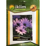 AFRİKA PAPATYASI ÇİÇEĞİ TOHUMU-3