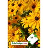 Afrika Papatyası Tohumu 1 Paket Çiçek Tohumu