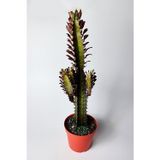Afrika Süt Ağacı (Eforbia Trigona) - 30 cm Büyük Boy - 12 cm Saksıda
