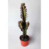 Afrika Süt Ağacı Euphorbia Trigona 30 cm Büyük Boy 12 cm Saksıda