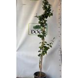 AFYONDOĞAPEYZAJ ARAP YASEMİNİ (Rhyncospermum jasminoides) 5 CLT (150CM)
