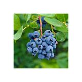 AFYONDOĞAPEYZAJ TÜPLÜ BLUE BERY YABAN MERSİNİ FİDANI