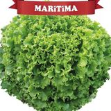 Ag Maritima Kıvırcık Marul Tohumu Kaplı 100 Adet - 1 Adet