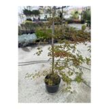 AĞAÇ JAPON AKÇAAĞACI (Acer palmatum )