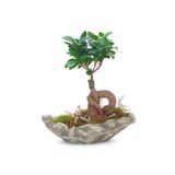 Ağaç Kabuğu Beton Saksıda Bonsai