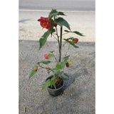 Ağaç Küpesi Çiçeği, Saksıda Canlı Bitki, Kırmızı ve Pembe Çiçekli, İç ve Dış Mekan için Abutilon