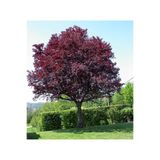 AĞAÇ süs eriği fidanı 160cm boyunda kırmızı yapraklı süs eriği (prunus cerasifera pissardii nigra)