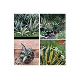 Agave Americana Fidesi Kampanya