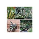 Agave Americana Fidesi