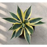Agave Americana Variegata Alacalı Büyük Boy Sabır Otu Bitkisi | Tropikal Dekoratif Bitki, İç ve Dış Mekan, Sarı-Yeşil Yapraklar, Saksıda Hazır, Bahçe ve Salon