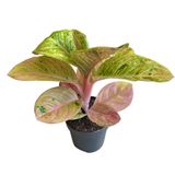 Aglaonema 'Apple Fantasy' (Çin Herdemyeşili) Ø12 CM Y25-30 CM