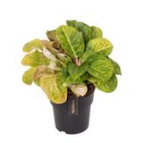 Aglaonema 'Apple Fantasy' (Çin Herdemyeşili) Ø19 CM H45-50 CM
