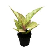 Aglaonema 'Chartreuse Pretty' (Çin Herdemyeşili) Ø12 CM Y30-35 CM