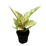 Aglaonema 'Chartreuse Pretty' (Çin Herdemyeşili)