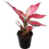 Aglaonema 'Cherry Baby' (Çin Herdemyeşili)