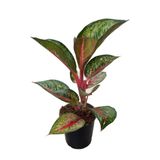 Aglaonema 'Dark Pink Star' (Çin Herdemyeşili) Ø12 CM Y30-35 CM