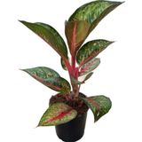 Aglaonema 'Dark Pink Star' (Çin Herdemyeşili)