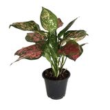 Aglaonema 'Dud Unyamanee' (Çin Herdemyeşili) Ø12 CM Y30-35 CM