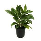 Aglaonema 'Key Lime' (Çin Herdemyeşil)