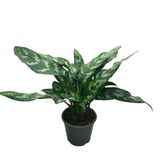 Aglaonema 'Maria' (Çin Herdemyeşili) Ø14 CM Y30-35 CM