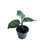 Aglaonema Pictum 'Tricolor' (Çin Herdemyeşili)