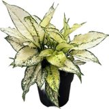 Aglaonema 'White Kiwi' (Çin Herdemyeşili)
