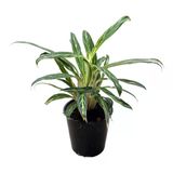 Aglaonema 'Zebra Feathers' (Çin Herdemyeşili)