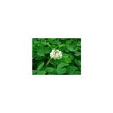 Agrobazaar Ak Üçgül Trifolium Repens Bodur Yonca Tohumu 1 kg