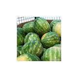 Agrobazaar Allsweet Karpuz 10+ Tohum