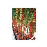 Agrobazaar Sırık Cherry Domates 50 Tohum