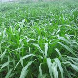 Agrobazaar Sorgum Sudan Otu Tohumu 25 kg