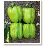 AGRODAL TARIM Ata Tohumu Tatlı Kandil Dolma Biberi 1000 Adet Tohum