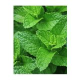 AGRODAL TARIM ATA TOHUMU YERLİ ANADOLU NANESİ 0.1 GRAM TOHUM