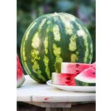 Agrodal Tarım Ata Tohumu Yerli Doğal Diyarbakır Karpuzu C.sweet Tipi 100 Ad. Sebze Tohumu