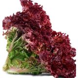 Agrodal Tarım Ata Tohumu Yerli Doğal Salata Kırmızı Kıvırcık Marul 1000 Adet Sebze Tohumu