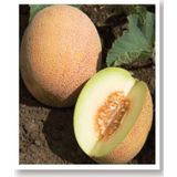 Agrodal Tarım Ata Tohumu Yerli Doğal Yazlık Bal Kavun Ananas Kavun Tohumu 100 Adet Tohum