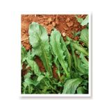 AGRODAL TARIM Ata Tohumu Yerli Enli Tere 1000 Adet Tohum
